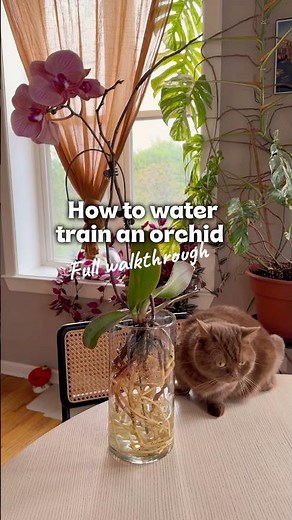 How to water train an orchid - full walkthrough