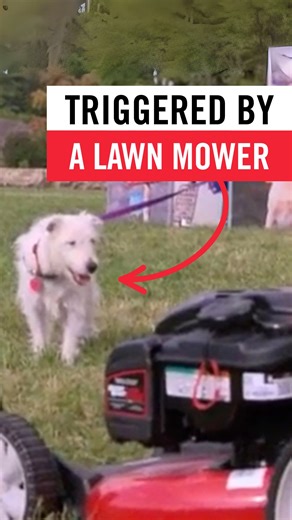 What things tend to frighten your dog? In this case, I show a dog how to stay calm when she fears the lawn mower. ¿Qué cosas suelen asustar a tu perro? En esta ocasión, enseño a una perra a conservar la calma y controlar el miedo cuando se enfrenta a la cortadora de césped. | Cesar Millan