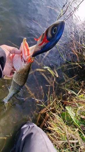 Monster Pike Attack 😲 #pikeattack #pikeattacking #fishattack #pikefishinguk #pescuitlastiuca #pescarulamator #jerkbaitfishing #melhandmadelures #lurefishing #lure #shimanopoisonglorius #shimanocalcutta @【シマノ】 SHIMANO FISHING公式