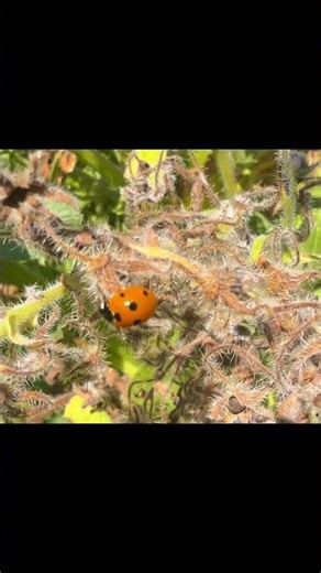 Big lady bug mama #ladybug #garden
