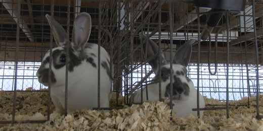 Local FFA program operates rabbit exhibits at  State Fair of West Virginia