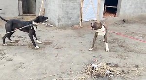 5.5K views · 187 reactions | Pure Bully Kutta on Reels | Facebook