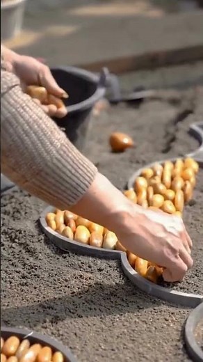 A step by step guide to traditional cobblestone paving