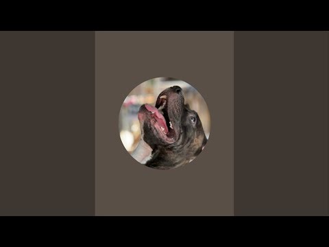 Staffy dog videos