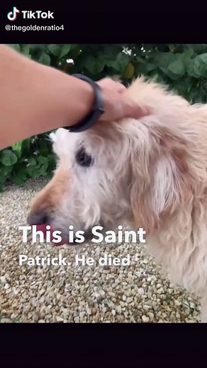 Creating a Memorial Paw Print Rubber Stamp for Dogs