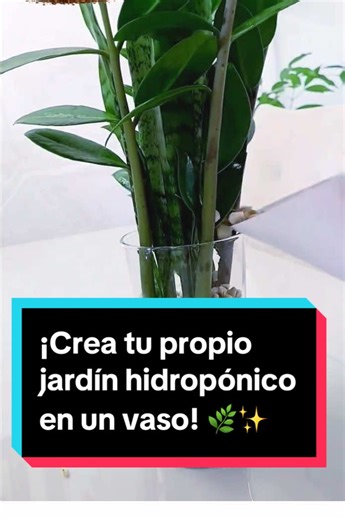Crea un jardín hidropónico moderno en casa