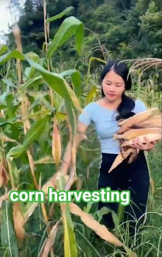 corn harvesting by girl 💪🌽🌽👭🧑‍🌾#VillageLife #CornHarvest #BeautifulGirl