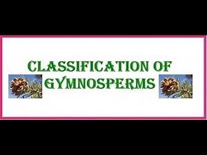 Classification of Gymnosperms