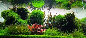 Aquarium Loop Video of Rasboras, Tetras, and Shrimp in a Freshwater Planted Tank Stock Footage - Video of relaxation, community: 403351582