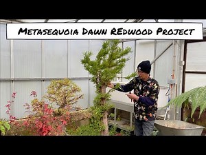 Metasequoia Dawn Redwood Project