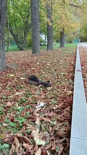 Relax of animals (squirrel) 36