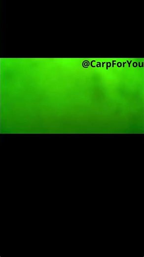 carp underwater 3 #carpfishing #fishing