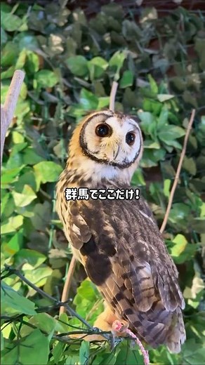 群馬県で唯一！ゼロ距離で餌あげができるふくろうカフェ #shorts #子連れ #カフェ