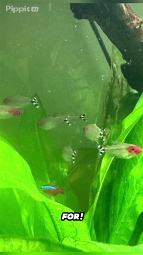 A small set of images from my 200L community tank. Commentary isn’t quite matched to what’s on