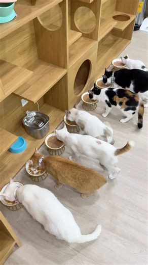 Get Ready With Me Cosmetics on Instagram: "Tiny paws, huge appetites! 🐾 #grwm #grwmcosmetics #getreadywithme #MondayswithMarkutings #catsoftiktok"