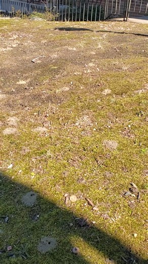 Unequal Cellophane Bee Colonies March 2026