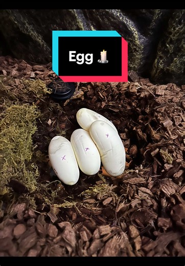 First clutch of the season and the moment of truth… candling ball python eggs to see if they’re fertile. Seeing those veins appear never gets old. The next generation of my breeding project is officially underway. 🐍🥚 #ballpython #reptilesoftiktok #snakebreeder #eggcandling #reptilebreeder