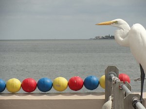 Help Save Tampa Bay's Estuary