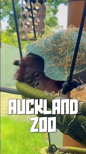 Explore Auckland Zoo, a must-visit spot in Auckland, New Zealand! 🌿🐘