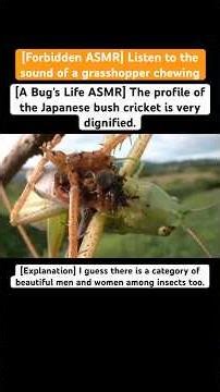 [A Bug's Life ASMR] The profile of the Japanese bush cricket is very dignified.#insects #eating