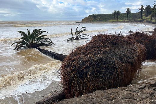 Historic California palm trees come crashing down into ocean amid powerful winter storms