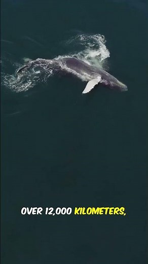 Whale Shark Secrets: Can You Spot Their Unique Markings?