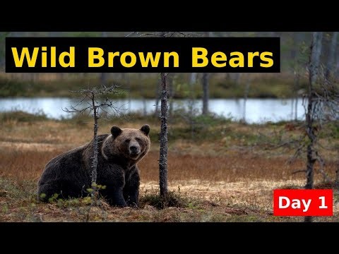 Wild Brown Bears of Finland | Day 1 in the Remote Wilderness