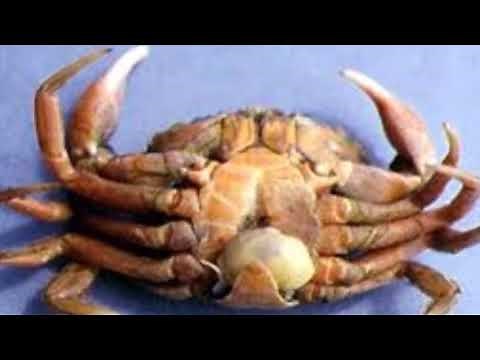 Infestation of parasitic rhizocephalan barnacles on Mud Crab