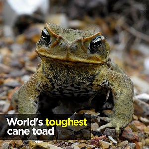 How science has gone to war on the cane toad. | Australian Academy of Science