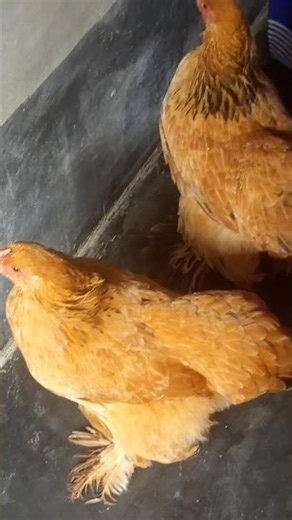 Beautiful Fancy Chicken | Cute & Colorful Poultry