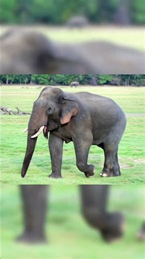 Elephant Says Pawoo! Huge Elephant Walking 🐘 | Farm Animals #shorts