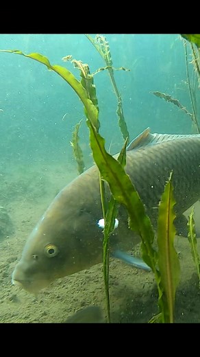 TikTokでYAOKI Fishing Japanさんをチェック！