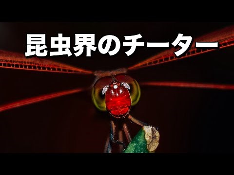 Amazing abilities of dragonflies you may not know about!