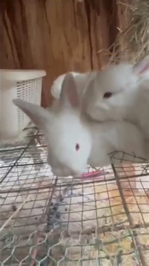Angora rabbit farming #funny #comedy #memes #kitengelarabbitry