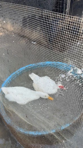 Heather White on Reels