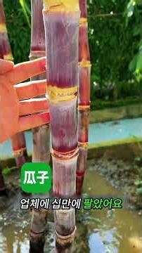 Sprouting Sugarcane Success! 🌱 Give It a Try!