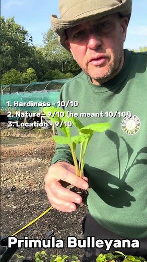 Dartana Plants growing guide to Primula Bulleyana