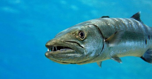 Barracuda Teeth: Everything You Need to Know