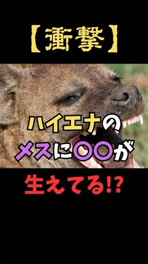 【動物雑学】衝撃！ハイエナのメスに"アレ"が生えている理由
