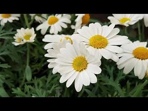 Le top des plantes vivaces fleuries