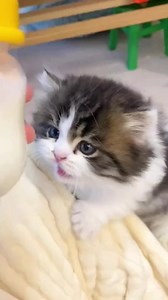 108K views · 4.9K reactions | Give me milk#foryou #cat #petlover #catlover #sweet #cute #lovely #wow #lmao #funny #clever #fypシ | Statement Marine | Facebook