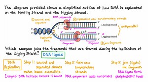 Identifying the Role of DNA Ligase in DNA Replication