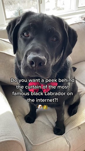 Clarence the Lab's Hilarious Rant: Miss Rachel's Torture