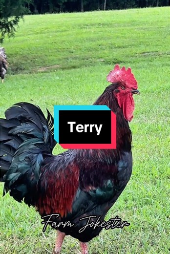 Terry the Rooster: Uncover the Fun Sounds of Backyard Chickens