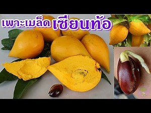 canistel fruit | วิธีเพาะเมล็ดเซียนท้อ หม่อนไข่ ไปหามาปลูก ออกลูกทั้งปี