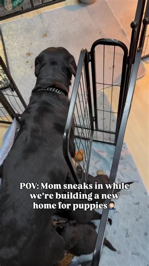 Weaning Puppies: Essential Tips for Healthy Development