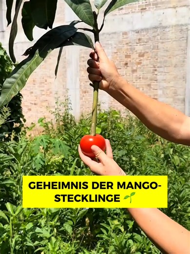 Du wirst nicht glauben, wie einfach es ist! 🌟 Der Trick am Ende wird dich überraschen. Verpasse nicht das Beste! #fyp #viral #mangotree #gardeningtips #curiosity