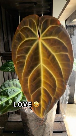 Anthurium (Dreamweaver x Dorayaki) x Bessea Aff this plant is amazing!🤩