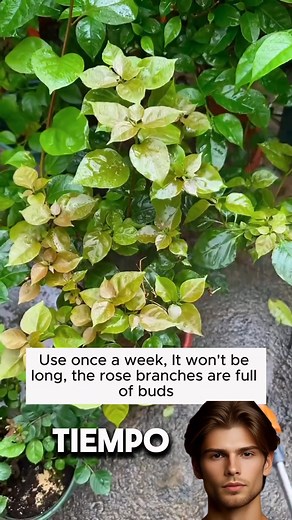 1.2M views · 8.3K reactions | #datoscuriosos #Frutal #cuidadodeplantasymanejo鹿 #Datoscuriosos | Plantpro - Planta con propósito | Facebook