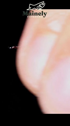 Rubber band maggots #flyfishing #fishing #flyfish #trout #panfish #bass #flytying | Mainely Flies